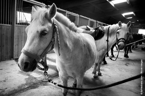 ris-orangis-en-images-dix-ans-installations-equestres-160611-markiii-300